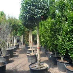 Portugese Laurier Als Boom (Prunus Lusitanica) 9 Portugese Laurier Als Boom (Prunus Lusitanica) -Exporteren Tuin Zorgzaam Winkel prunus lusitanica 20 25ho c160