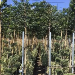 Portugese Laurier Als Leiboom (Prunus Lusitanica) -Exporteren Tuin Zorgzaam Winkel prunus lusitanica 5