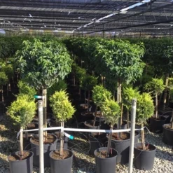 Portugese Laurier Op Stam (Prunus Lusitanica 'Angustifolia') -Exporteren Tuin Zorgzaam Winkel prunus lusitanica 80cm stam