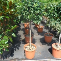 Portugese Laurier Als Boom (Prunus Lusitanica) 10 Portugese Laurier Als Boom (Prunus Lusitanica) -Exporteren Tuin Zorgzaam Winkel prunus lusitanica 80stam c25