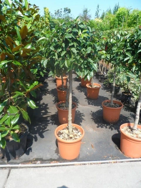 Portugese Laurier Als Boom (Prunus Lusitanica) 6 Portugese Laurier Als Boom (Prunus Lusitanica) - Afbeelding 4