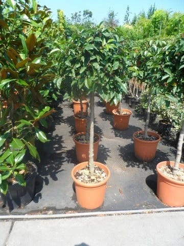 Portugese Laurier Als Boom (Prunus Lusitanica) 4 Portugese Laurier Als Boom (Prunus Lusitanica) - Afbeelding 2