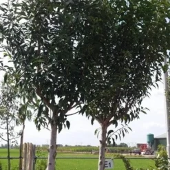 Portugese Laurier Als Boom (Prunus Lusitanica) 11 Portugese Laurier Als Boom (Prunus Lusitanica) -Exporteren Tuin Zorgzaam Winkel prunus lusitanica als boom01 1