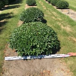 Portugese Laurier Als Grote Bolvorm (Prunus Lusitanica 'Angustifolia') -Exporteren Tuin Zorgzaam Winkel prunus lusitanica angustifolia 100 cm breed bol drkl