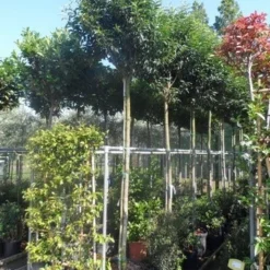 Portugese Laurier Als Boom (Prunus Lusitanica 'Angustifolia') -Exporteren Tuin Zorgzaam Winkel prunus lusitanica angustifolia 12 14ho