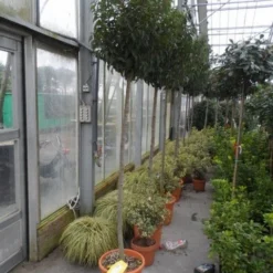 Portugese Laurier Als Boom (Prunus Lusitanica 'Angustifolia') -Exporteren Tuin Zorgzaam Winkel prunus lusitanica angustifolia 150stam c25