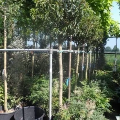 Portugese Laurier Als Boom (Prunus Lusitanica 'Angustifolia') -Exporteren Tuin Zorgzaam Winkel prunus lusitanica angustifolia 150stam c35 1