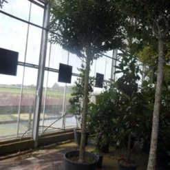 Portugese Laurier Als Boom (Prunus Lusitanica 'Angustifolia') -Exporteren Tuin Zorgzaam Winkel prunus lusitanica angustifolia 16 18ho c90 1