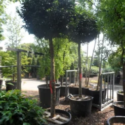 Portugese Laurier Als Boom (Prunus Lusitanica 'Angustifolia') -Exporteren Tuin Zorgzaam Winkel prunus lusitanica angustifolia 18 20 ho c130 1