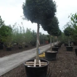 Portugese Laurier Als Boom (Prunus Lusitanica 'Angustifolia') -Exporteren Tuin Zorgzaam Winkel prunus lusitanica angustifolia 30 35ho c450