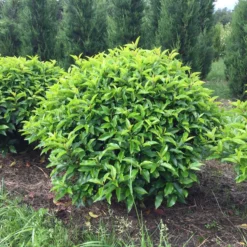 Portugese Laurier Als Grote Bolvorm (Prunus Lusitanica 'Angustifolia') -Exporteren Tuin Zorgzaam Winkel prunus lusitanica angustifolia 90 cm breed bol drkl