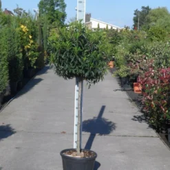 Portugese Laurier Op Stam (Prunus Lusitanica 'Angustifolia') -Exporteren Tuin Zorgzaam Winkel prunus lusitanica angustifolia halfstam c25