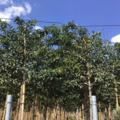 Portugese Laurier Als Leiboom (Prunus Lusitanica) -Exporteren Tuin Zorgzaam Winkel prunus lusitanica lei