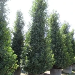 Portugese Laurier, Piramide (Prunus Lusitanica ) 11 Portugese Laurier, Piramide (Prunus Lusitanica ) -Exporteren Tuin Zorgzaam Winkel prunus lusitanica piramide