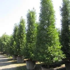 Portugese Laurier, Piramide (Prunus Lusitanica ) 10 Portugese Laurier, Piramide (Prunus Lusitanica ) -Exporteren Tuin Zorgzaam Winkel prunus lusitanica piramide 2