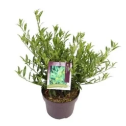 Laurierkers (Prunus Laurocerasus 'Sofia') -Exporteren Tuin Zorgzaam Winkel prunuslsofia03 1