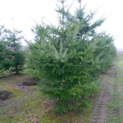 Douglasspar (Pseudotsuga Menziessii) -Exporteren Tuin Zorgzaam Winkel pseudotsuga menziesii 300 400 200 300 002
