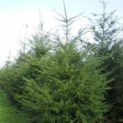 Douglasspar (Pseudotsuga Menziessii) -Exporteren Tuin Zorgzaam Winkel pseudotsuga menziesii 400 450 2