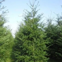 Douglasspar (Pseudotsuga Menziessii) -Exporteren Tuin Zorgzaam Winkel pseudotsuga menziesii 400 450 4