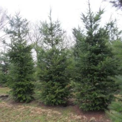 Douglasspar (Pseudotsuga Menziessii) -Exporteren Tuin Zorgzaam Winkel pseudotsuga menziesii 500