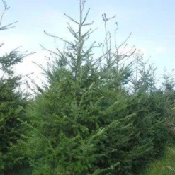 Douglasspar (Pseudotsuga Menziessii) -Exporteren Tuin Zorgzaam Winkel pseudotsuga menzisii 400 450