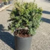 Vuurdoorn Als Bol (Pyracantha 'Navaho') -Exporteren Tuin Zorgzaam Winkel pyracantha navaho 2