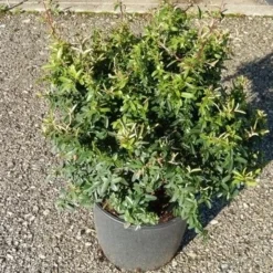 Vuurdoorn Als Bol (Pyracantha 'Navaho') -Exporteren Tuin Zorgzaam Winkel pyracantha navaho 4