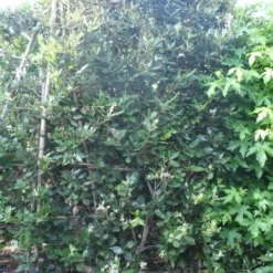 Steeneik Als Leivorm (Quercus Ilex) -Exporteren Tuin Zorgzaam Winkel quercus ilex leivorm 200x120