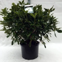 Rhododendron (Rhododendron 'Cunningham White') -Exporteren Tuin Zorgzaam Winkel r. cunningh white c40