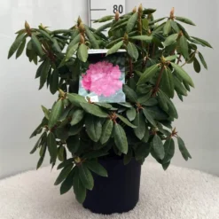 Rhododendron (Rhododendron 'Roseum Elegans') -Exporteren Tuin Zorgzaam Winkel r. roseum elegans c10 50 cm