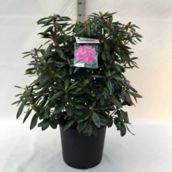 Rhododendron (Rhododendron 'Roseum Elegans') -Exporteren Tuin Zorgzaam Winkel r. roseum elegans c30