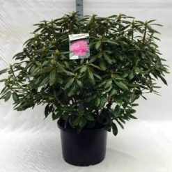 Rhododendron (Rhododendron 'Roseum Elegans') -Exporteren Tuin Zorgzaam Winkel r. roseum elegans c40