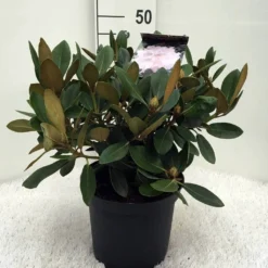 Dwergrhododendron (Rhododendron 'Silberwolke') -Exporteren Tuin Zorgzaam Winkel r. y silberwolke c5