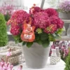 Hortensia Red Reggae (Hydrangea 'Music Collection') -Exporteren Tuin Zorgzaam Winkel red reggea 2