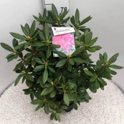 Rhododendron (Rhododendron 'Cosmopolitan') -Exporteren Tuin Zorgzaam Winkel rho. cosmopolitan c10 50 cm