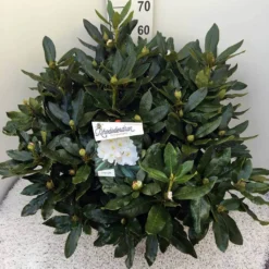 Rhododendron (Rhododendron 'Cunningham White') -Exporteren Tuin Zorgzaam Winkel rho. cunn white c20