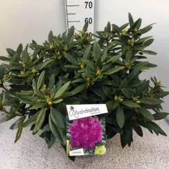 Rhododendron (Rhododendron 'Polarnacht') -Exporteren Tuin Zorgzaam Winkel rho. polarnacht c20