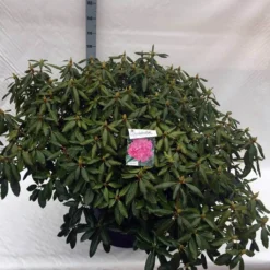 Rhododendron (Rhododendron 'Roseum Elegans') -Exporteren Tuin Zorgzaam Winkel rho. roseum elegans c80