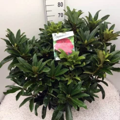Rhododendron (Rhododendron 'Wilgen's Ruby') -Exporteren Tuin Zorgzaam Winkel rho. wilgens ruby c20