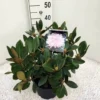 Dwergrhododendron (Rhododendron 'Silberwolke') -Exporteren Tuin Zorgzaam Winkel rho. y silberwolke c5