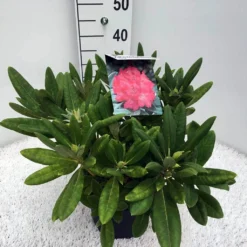 Dwergrhododendron (Rhododendron 'Sweet Sue') -Exporteren Tuin Zorgzaam Winkel rho. y sweet sue c5