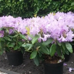 Rhododendron (Rhododendron Catawbiense 'Boursault') -Exporteren Tuin Zorgzaam Winkel rhodo boursault 2