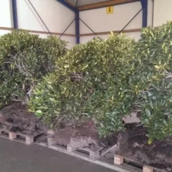 Rhododendron (Rhododendron 'Cunningham White') -Exporteren Tuin Zorgzaam Winkel rhodo cun white