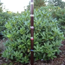 Rhododendron (Rhododendron 'Cunningham White') -Exporteren Tuin Zorgzaam Winkel rhodod cun white 1