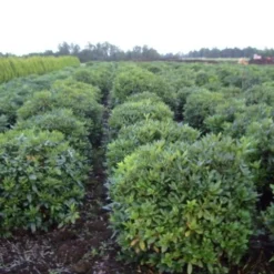 Rhododendron (Rhododendron 'Cunningham White') -Exporteren Tuin Zorgzaam Winkel rhodod cun white 2