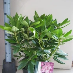 Rhododendron (Rhododendron Catawbiense 'Boursault') -Exporteren Tuin Zorgzaam Winkel rhododendron boursault c5 aug