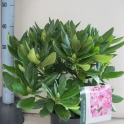 Rhododendron (Rhododendron 'Cosmopolitan') -Exporteren Tuin Zorgzaam Winkel rhododendron cosmopolotan c5 aug