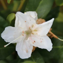 Rhododendron (Rhododendron 'Cunningham White') -Exporteren Tuin Zorgzaam Winkel rhododendron cunningham white 2