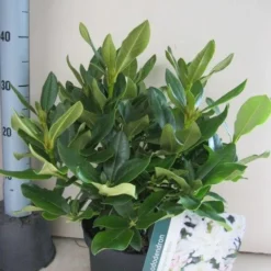 Rhododendron (Rhododendron 'Cunningham White') -Exporteren Tuin Zorgzaam Winkel rhododendron cunninghams white c5 aug