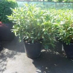 Rhododendron (Rhododendron 'Roseum Elegans') -Exporteren Tuin Zorgzaam Winkel rhododendron roseum elegans 60 80 cont